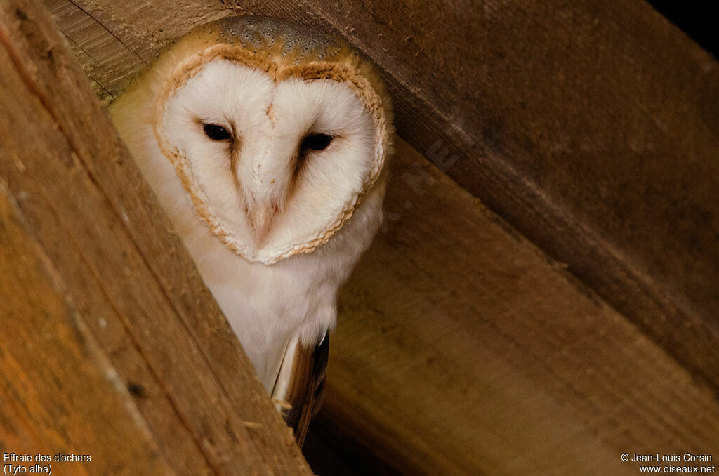 Western Barn Owl