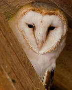 Western Barn Owl