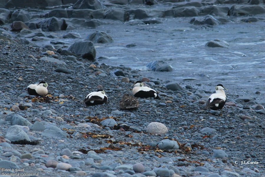 Eider à duvet