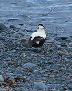 Common Eider