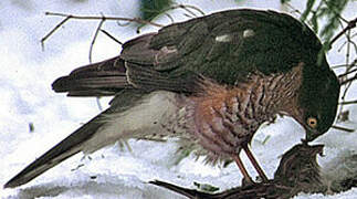 Eurasian Sparrowhawk