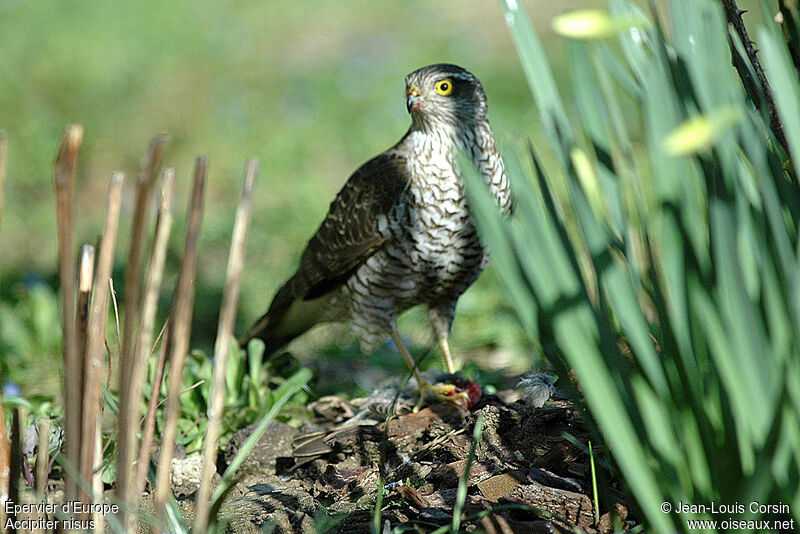 Eurasian Sparrowhawk