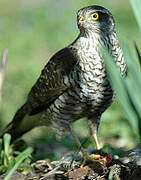 Eurasian Sparrowhawk