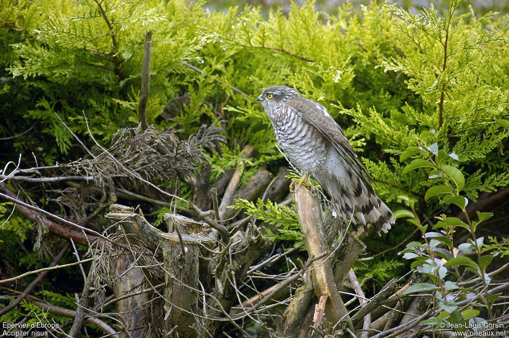 Eurasian Sparrowhawk