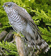 Eurasian Sparrowhawk