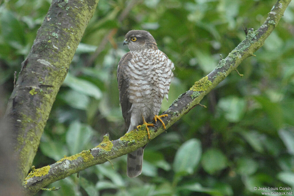 Eurasian Sparrowhawk