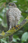 Eurasian Sparrowhawk