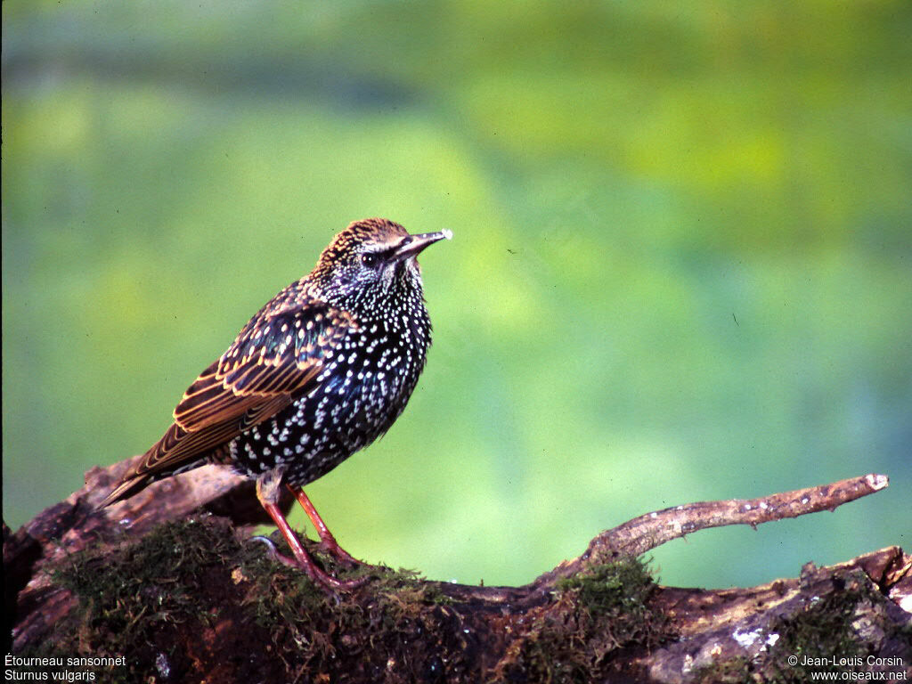 Common Starling