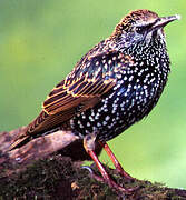 Common Starling