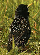 Common Starling