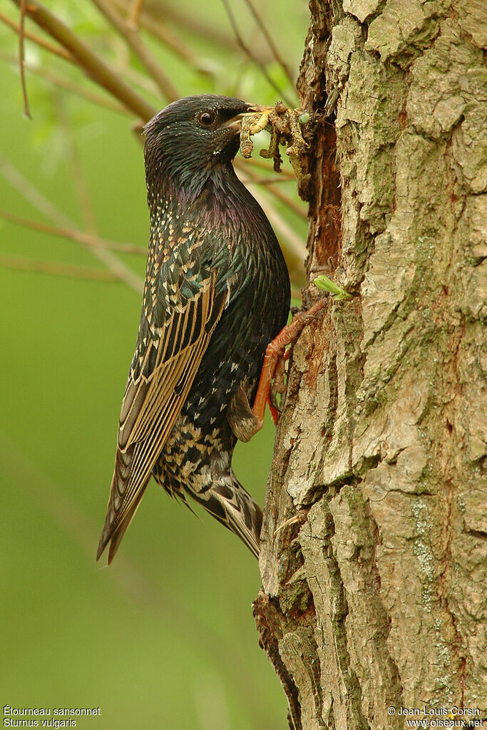 Étourneau sansonnet femelle, identification