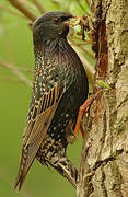 Common Starling