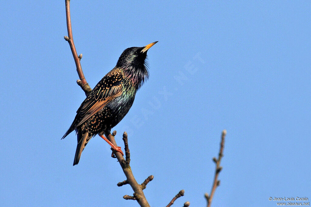 Common Starling