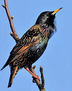 Common Starling