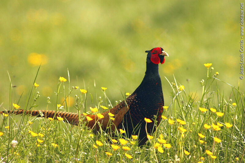 Common Pheasant