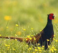 Common Pheasant