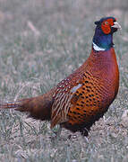 Common Pheasant