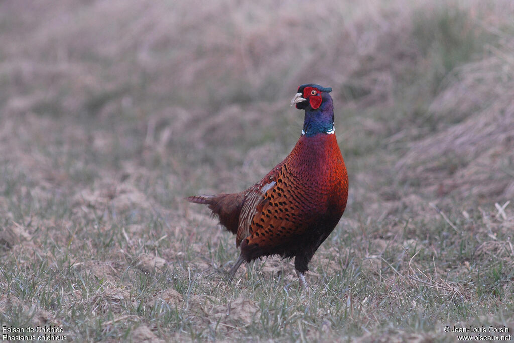 Common Pheasant