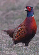 Common Pheasant