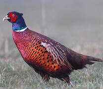 Common Pheasant