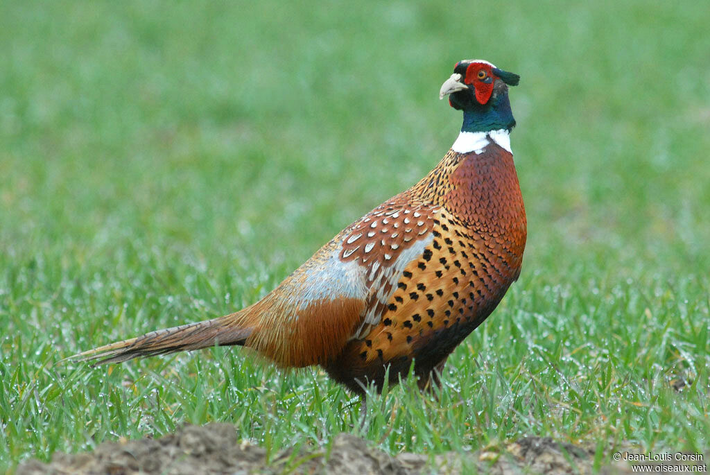 Common Pheasant male