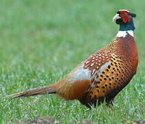 Common Pheasant