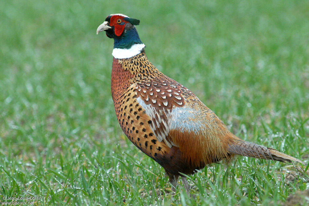 Common Pheasant male