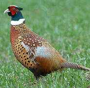 Common Pheasant