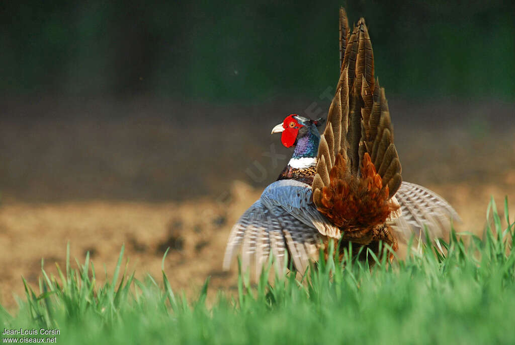 Common Pheasant male, aspect