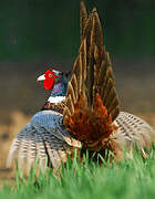 Common Pheasant