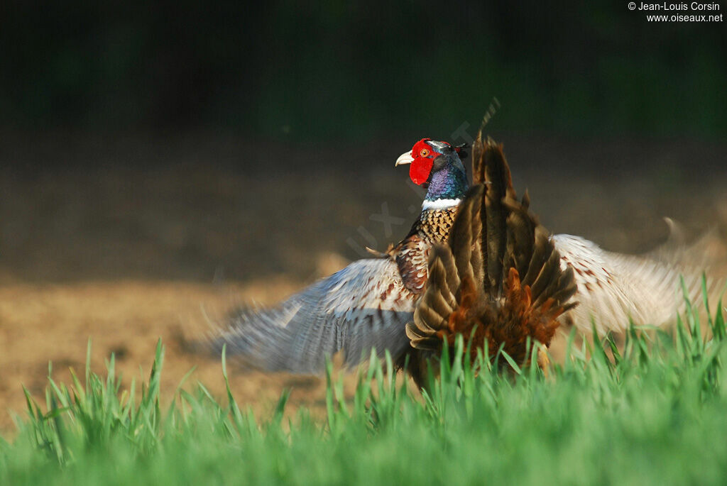 Common Pheasant