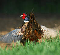 Common Pheasant