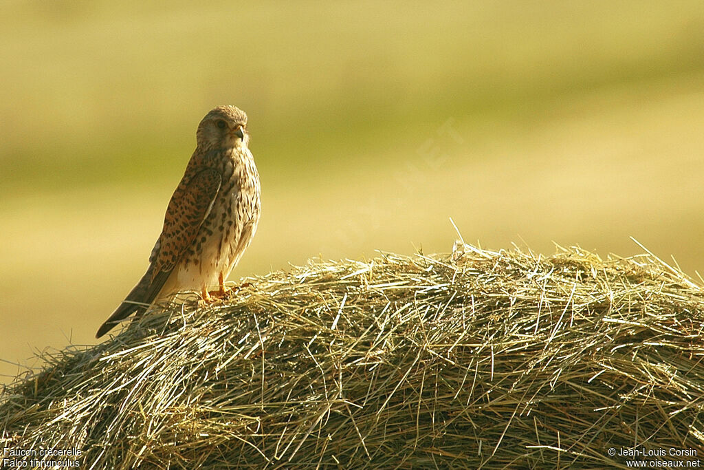 Faucon crécerelle