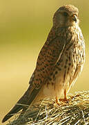 Common Kestrel