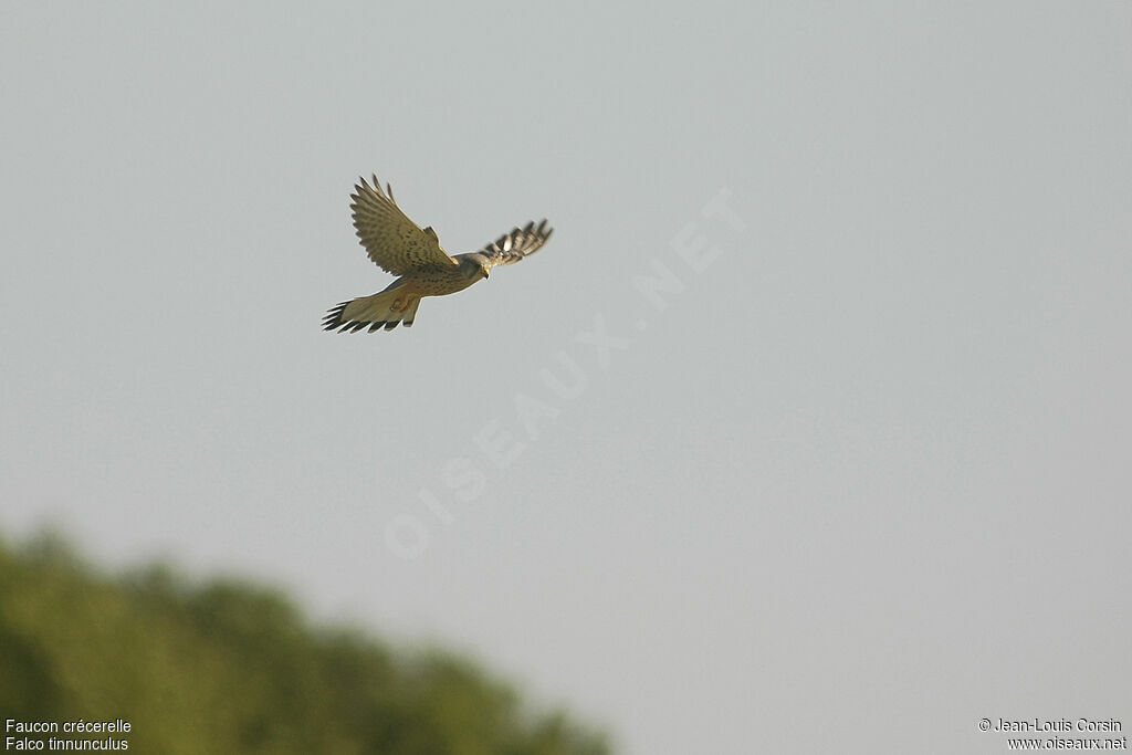 Common Kestrel