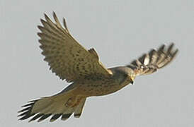 Common Kestrel