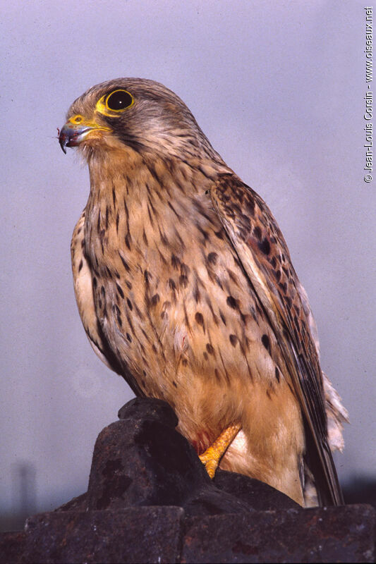 Common Kestrel