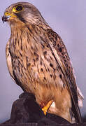 Common Kestrel