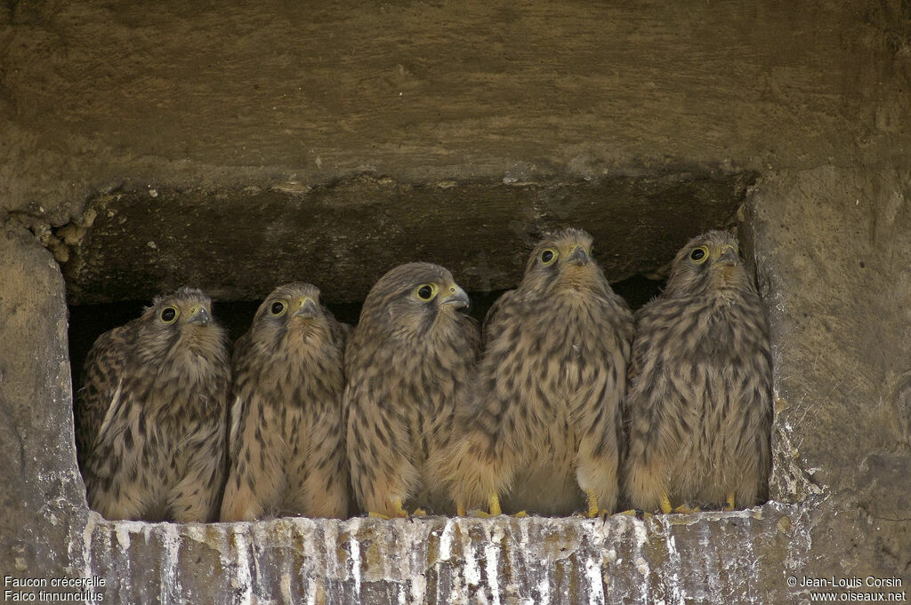 Common Kestrel