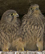 Common Kestrel