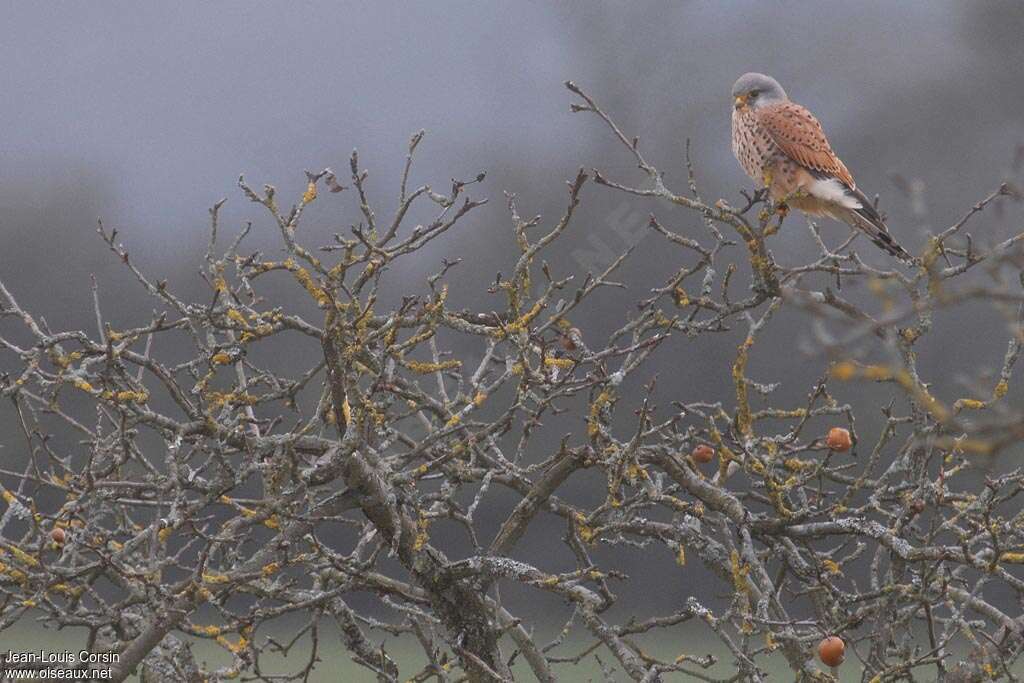 Faucon crécerelle mâle adulte, habitat, pigmentation, pêche/chasse