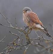 Common Kestrel