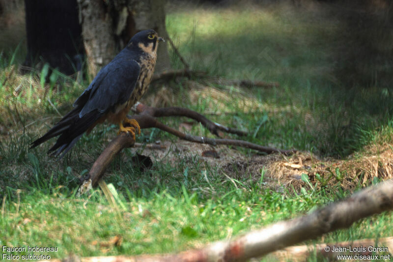 Eurasian Hobby