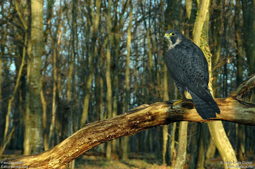 Peregrine Falcon