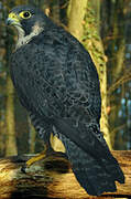 Peregrine Falcon