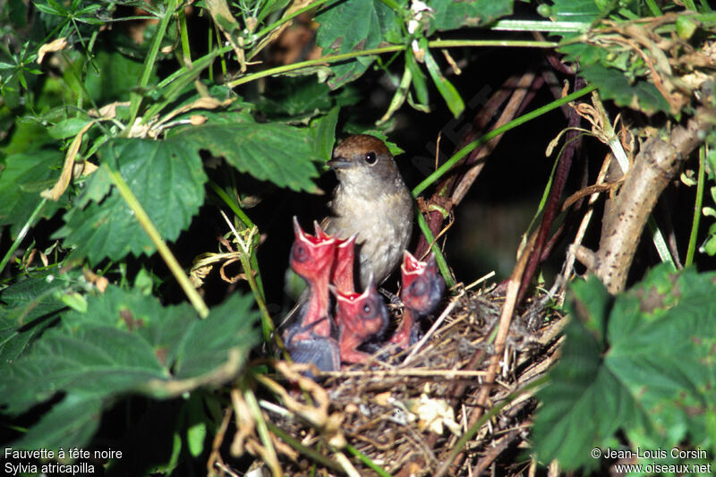 Eurasian Blackcap