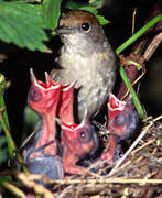 Eurasian Blackcap