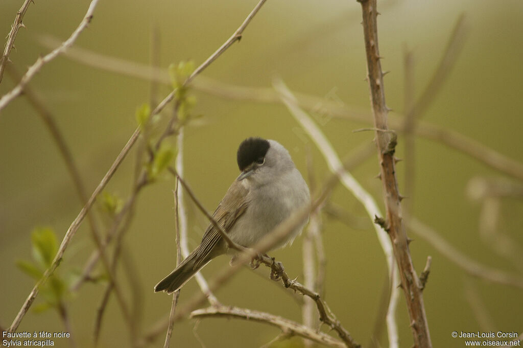 Eurasian Blackcap