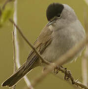 Eurasian Blackcap