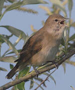 Garden Warbler